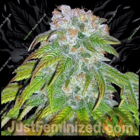 Double Big Bud Marijuana Strain by Just Feminized For Sale Online at Cannabis Seeds Outlet