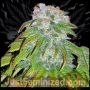 Double Big Bud Marijuana Strain by Just Feminized For Sale Online at Cannabis Seeds Outlet