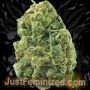 Just Feminized Double Big Bud Smoke Buds Weed Ganja Skunk Dope Pot Images Pics Nuggets