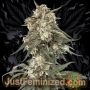 Double Big Bud Fast V Marijuana Strain by Just Feminized For Sale Online at Cannabis Seeds Outlet