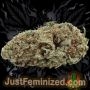 Just Feminized Double Big Bud Fast V Smoke Buds Weed Ganja Skunk Dope Pot Images Pics Nuggets