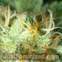 Double Big Bud Fast V by Just Feminized THC Content Potency Strength CBD Height Yield Flowering Time Indica Sativa Genetics