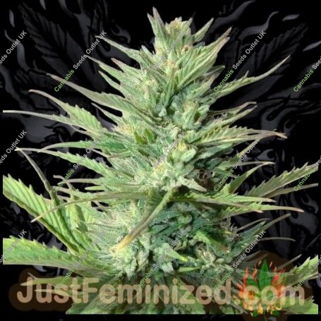 Durban Poison Auto Marijuana Strain by Just Feminized For Sale Online at Cannabis Seeds Outlet