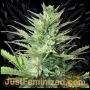 Durban Poison Auto Marijuana Strain by Just Feminized For Sale Online at Cannabis Seeds Outlet