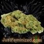 Just Feminized Durban Poison Auto Smoke Buds Weed Ganja Skunk Dope Pot Images Pics Nuggets