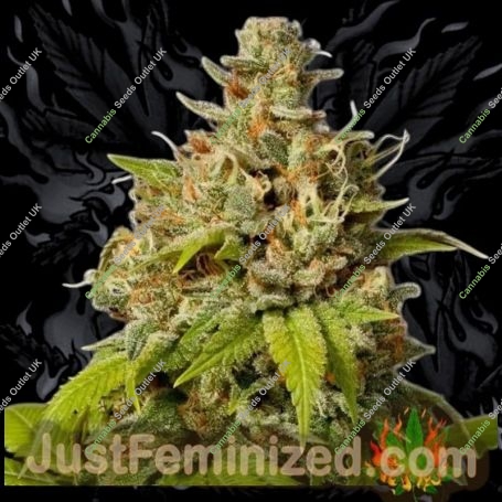 Durban Poison Marijuana Strain by Just Feminized For Sale Online at Cannabis Seeds Outlet