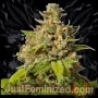 Durban Poison Marijuana Strain by Just Feminized For Sale Online at Cannabis Seeds Outlet