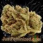 Just Feminized Durban Poison Smoke Buds Weed Ganja Skunk Dope Pot Images Pics Nuggets
