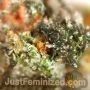 Durban Poison by Just Feminized THC Content Potency Strength CBD Height Yield Flowering Time Indica Sativa Genetics