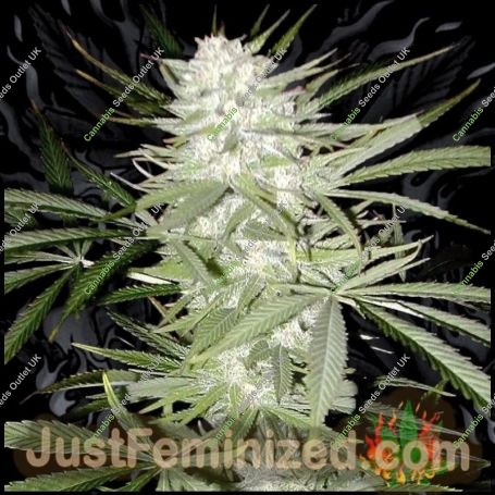Early Skunk Marijuana Strain by Just Feminized For Sale Online at Cannabis Seeds Outlet