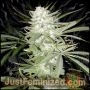 Early Skunk Marijuana Strain by Just Feminized For Sale Online at Cannabis Seeds Outlet