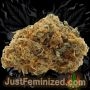Just Feminized Early Skunk Smoke Buds Weed Ganja Skunk Dope Pot Images Pics Nuggets