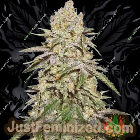 Exodus Gelato Marijuana Strain by Just Feminized For Sale Online at Cannabis Seeds Outlet