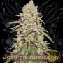 Exodus Gelato Marijuana Strain by Just Feminized For Sale Online at Cannabis Seeds Outlet