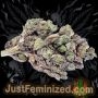 Just Feminized Exodus Gelato Smoke Buds Weed Ganja Skunk Dope Pot Images Pics Nuggets