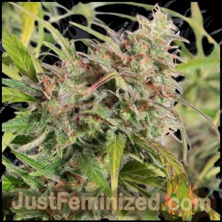 Face OFF Amnesia Auto Marijuana Strain by Just Feminized For Sale Online at Cannabis Seeds Outlet