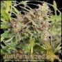 Face OFF Amnesia Auto Marijuana Strain by Just Feminized For Sale Online at Cannabis Seeds Outlet