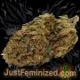 Just Feminized Face OFF Amnesia Auto Smoke Buds Weed Ganja Skunk Dope Pot Images Pics Nuggets