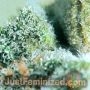 Face OFF Amnesia Auto by Just Feminized THC Content Potency Strength CBD Height Yield Flowering Time Indica Sativa Genetics