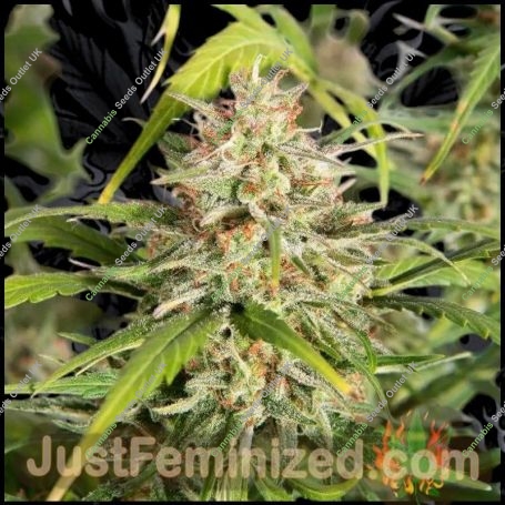 Face OFF Amnesia Marijuana Strain by Just Feminized For Sale Online at Cannabis Seeds Outlet