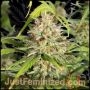 Face OFF Amnesia Marijuana Strain by Just Feminized For Sale Online at Cannabis Seeds Outlet