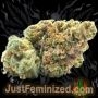 Just Feminized Face OFF Amnesia Smoke Buds Weed Ganja Skunk Dope Pot Images Pics Nuggets