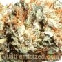 Face OFF Amnesia by Just Feminized THC Content Potency Strength CBD Height Yield Flowering Time Indica Sativa Genetics