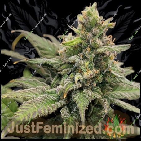 Forbidden Fruit Auto Marijuana Strain by Just Feminized For Sale Online at Cannabis Seeds Outlet