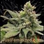 Forbidden Fruit Auto Marijuana Strain by Just Feminized For Sale Online at Cannabis Seeds Outlet