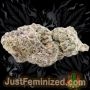 Just Feminized Forbidden Fruit Auto Smoke Buds Weed Ganja Skunk Dope Pot Images Pics Nuggets
