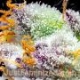 Forbidden Fruit Auto by Just Feminized THC Content Potency Strength CBD Height Yield Flowering Time Indica Sativa Genetics