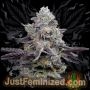 Forbidden Fruit Marijuana Strain by Just Feminized For Sale Online at Cannabis Seeds Outlet