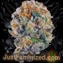 Just Feminized Forbidden Fruit Smoke Buds Weed Ganja Skunk Dope Pot Images Pics Nuggets