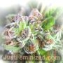 Forbidden Fruit by Just Feminized THC Content Potency Strength CBD Height Yield Flowering Time Indica Sativa Genetics