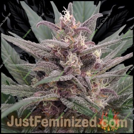 Forbidden Muffin Auto Marijuana Strain by Just Feminized For Sale Online at Cannabis Seeds Outlet