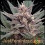 Forbidden Muffin Auto Marijuana Strain by Just Feminized For Sale Online at Cannabis Seeds Outlet