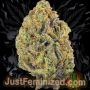 Just Feminized Forbidden Muffin Auto Smoke Buds Weed Ganja Skunk Dope Pot Images Pics Nuggets