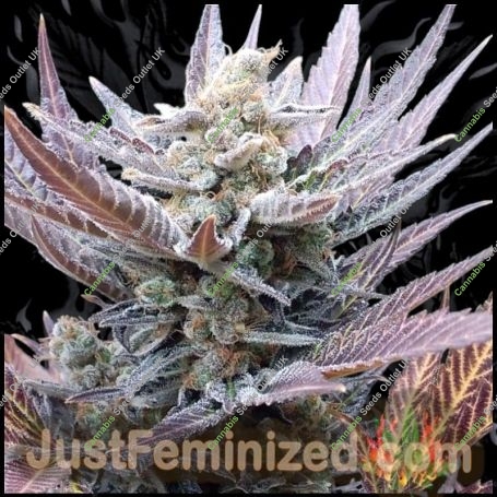 Forbidden Muffin Marijuana Strain by Just Feminized For Sale Online at Cannabis Seeds Outlet