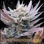Forbidden Muffin Marijuana Strain by Just Feminized For Sale Online at Cannabis Seeds Outlet