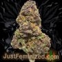 Just Feminized Forbidden Muffin Smoke Buds Weed Ganja Skunk Dope Pot Images Pics Nuggets