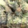 Forbidden Muffin by Just Feminized THC Content Potency Strength CBD Height Yield Flowering Time Indica Sativa Genetics