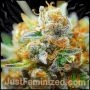 G13 Skunk Haze Marijuana Strain by Just Feminized For Sale Online at Cannabis Seeds Outlet