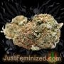 Just Feminized G13 Skunk Haze Smoke Buds Weed Ganja Skunk Dope Pot Images Pics Nuggets