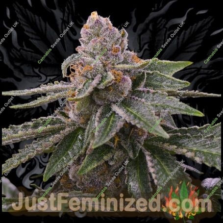 Garlic Budder Auto Marijuana Strain by Just Feminized For Sale Online at Cannabis Seeds Outlet