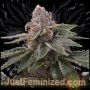 Garlic Budder Auto Marijuana Strain by Just Feminized For Sale Online at Cannabis Seeds Outlet