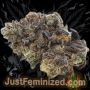 Just Feminized Garlic Budder Auto Smoke Buds Weed Ganja Skunk Dope Pot Images Pics Nuggets