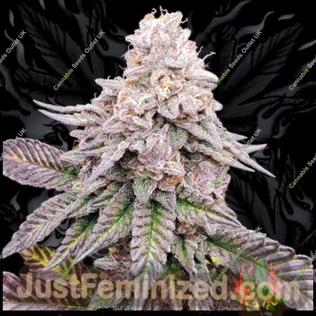 Garlic Budder Marijuana Strain by Just Feminized For Sale Online at Cannabis Seeds Outlet