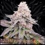 Garlic Budder Marijuana Strain by Just Feminized For Sale Online at Cannabis Seeds Outlet
