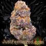 Just Feminized Garlic Budder Smoke Buds Weed Ganja Skunk Dope Pot Images Pics Nuggets