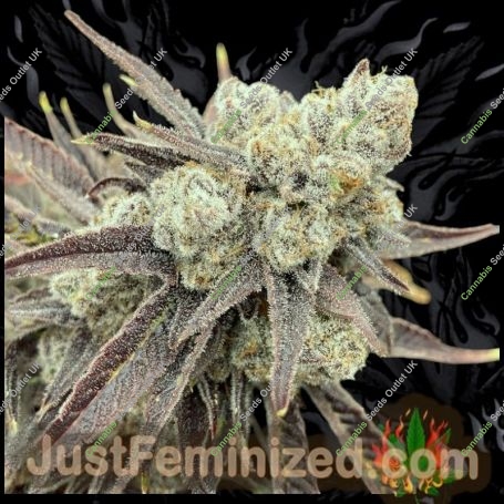 Gary Payton Auto Marijuana Strain by Just Feminized For Sale Online at Cannabis Seeds Outlet